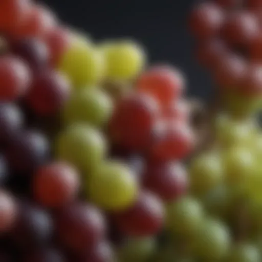 A close-up view of grapes used for champagne production, highlighting the quality and variety.